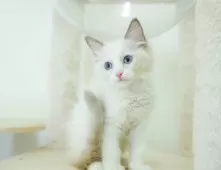 ラグドール【埼玉県・女の子・2025年9月28日・ブルーポイントバイカラー】の写真6「🚗アクセス良好！南桜井駅から徒歩8分🚃駐車場があるので車でも大丈夫🚙」