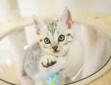 マンチカン(長足)【埼玉県・男の子・2025年9月10日・シルバータビー】の写真9「この子を見たいと思った当日でも見学可能です🌟まずはお気軽にご連絡ください📧」