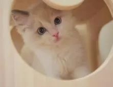 ラグドール【埼玉県・男の子・2025年6月4日・ブルーポイントバイカラー】の写真8「この子を見たいと思った当日でも見学可能です🌟まずはお気軽にご連絡ください📧」