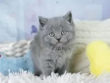 ブリティッシュショートヘア【埼玉県・男の子・2025年9月11日・ブルー】の写真9「敷地内に10台駐車可能な平面駐車場があります。お車でお越し頂いても大丈夫です！🚙」