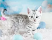 マンチカン(長足)【埼玉県・男の子・2025年9月10日・シルバータビー】の写真10「敷地内に10台駐車可能な平面駐車場があります。お車でお越し頂いても大丈夫です！🚙」