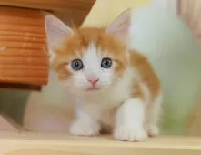 ノルウェージャンフォレストキャット【埼玉県・男の子・2025年6月25日・レッドタビー&ホワイト】の写真9「敷地内に10台駐車可能な平面駐車場があります。お車でお越し頂いても大丈夫です！🚙」