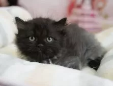 ミヌエット(長足)【埼玉県・男の子・2025年6月26日・ブラックスモーク】の写真9「敷地内に10台駐車可能な平面駐車場があります。お車でお越し頂いても大丈夫です！🚙」