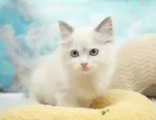 ラグドール【埼玉県・男の子・2025年6月4日・ブルーポイントバイカラー】の写真9「敷地内に10台駐車可能な平面駐車場があります。お車でお越し頂いても大丈夫です！🚙」