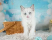 ラグドール【埼玉県・女の子・2025年9月28日・ブルーポイントバイカラー】の写真7「🛫遠方の方はオンライン見学も可」