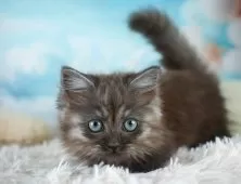 ミヌエット(短足)【埼玉県・女の子・2025年7月5日・シルバータビー】の写真9「敷地内に10台駐車可能な平面駐車場があります。お車でお越し頂いても大丈夫です！🚙」