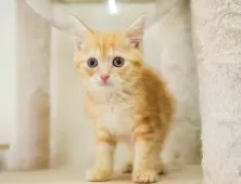 マンチカン(長足)【埼玉県・男の子・2025年9月25日・レッドタビー】の写真9「この子を見たいと思った当日でも見学可能です🌟まずはお気軽にご連絡ください📧」