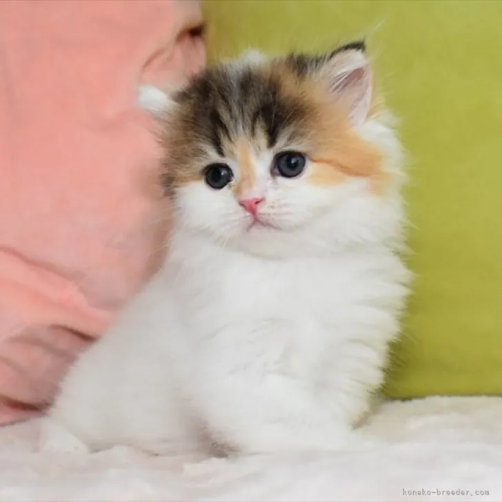 ID：2305-03726の子猫