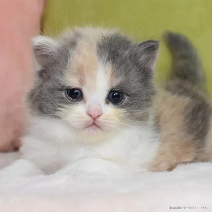 ID:2305-03720の子猫