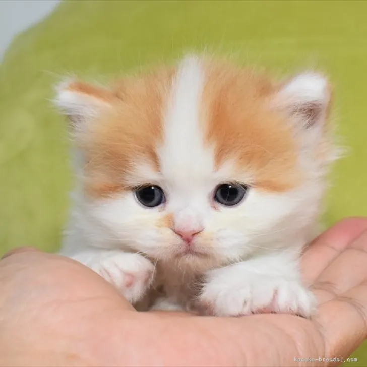 ID:2307-02888の子猫