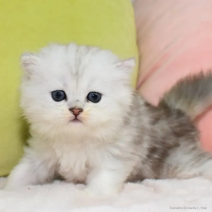 ID:2307-01160の子猫