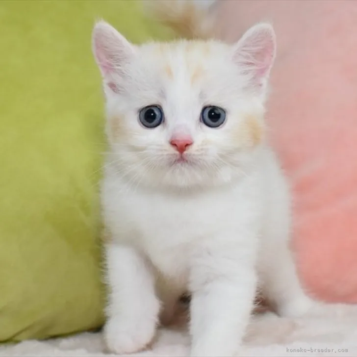 ID:2306-01635の子猫