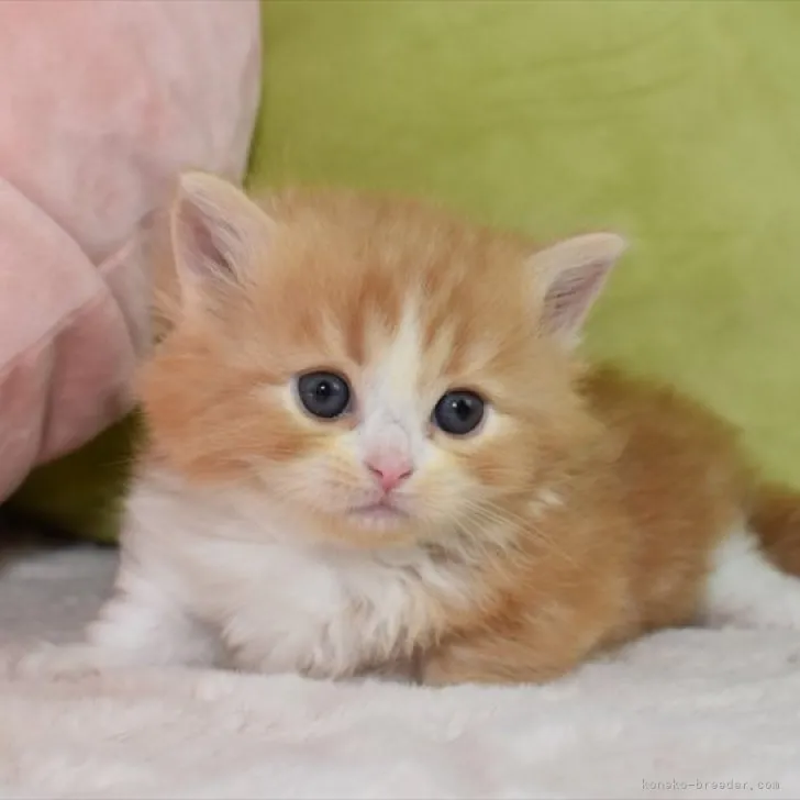 ID:2305-03739の子猫