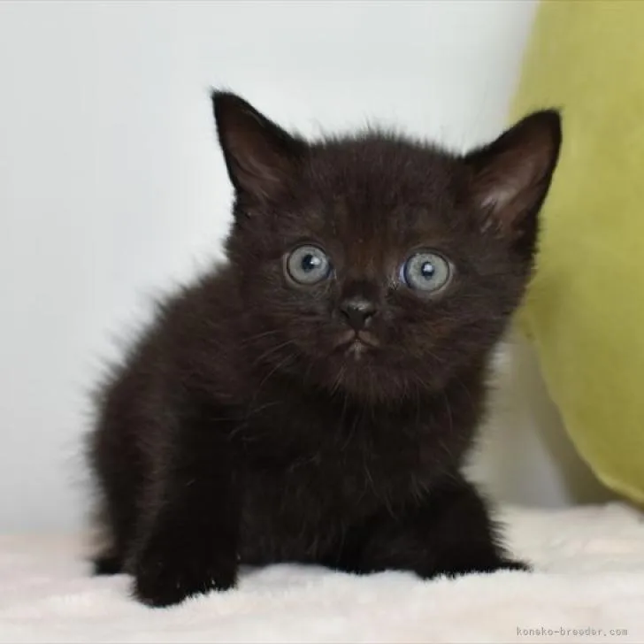 ID:2206-03258の子猫