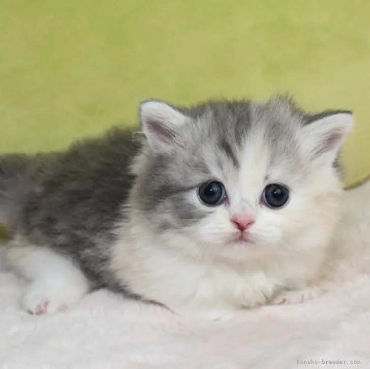 S.S 様のお迎えした子猫