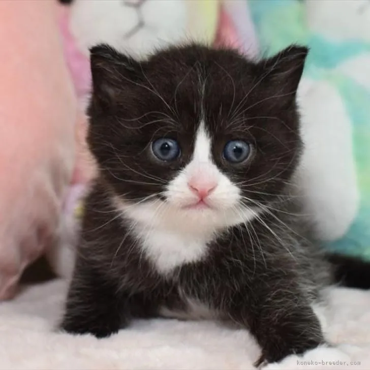 ID：2301-01819の子猫