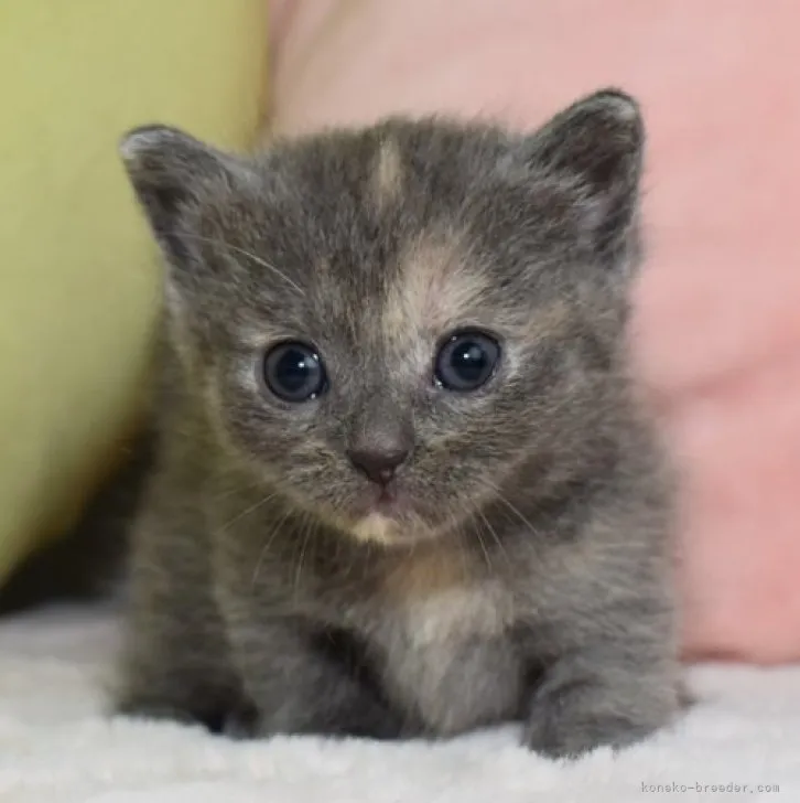 ID：2306-01628の子猫