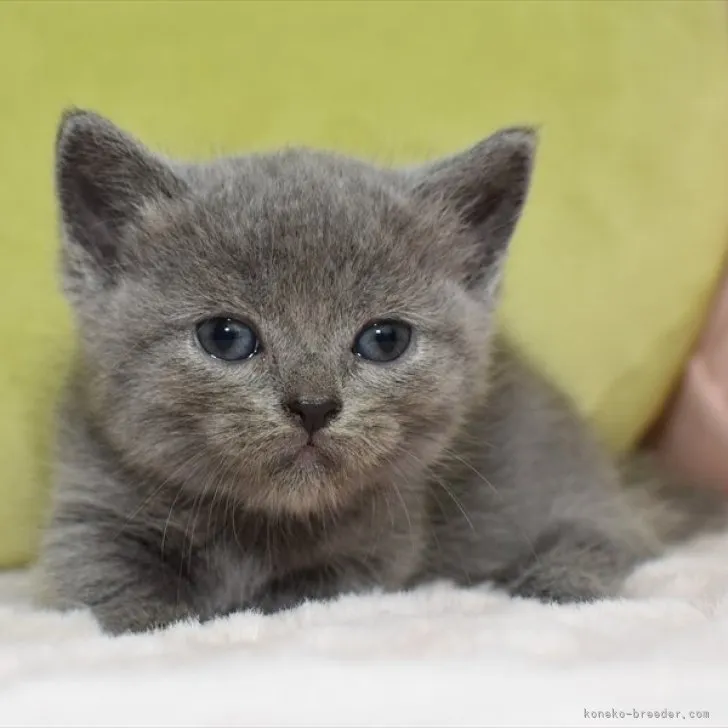 ID:2307-02898の子猫