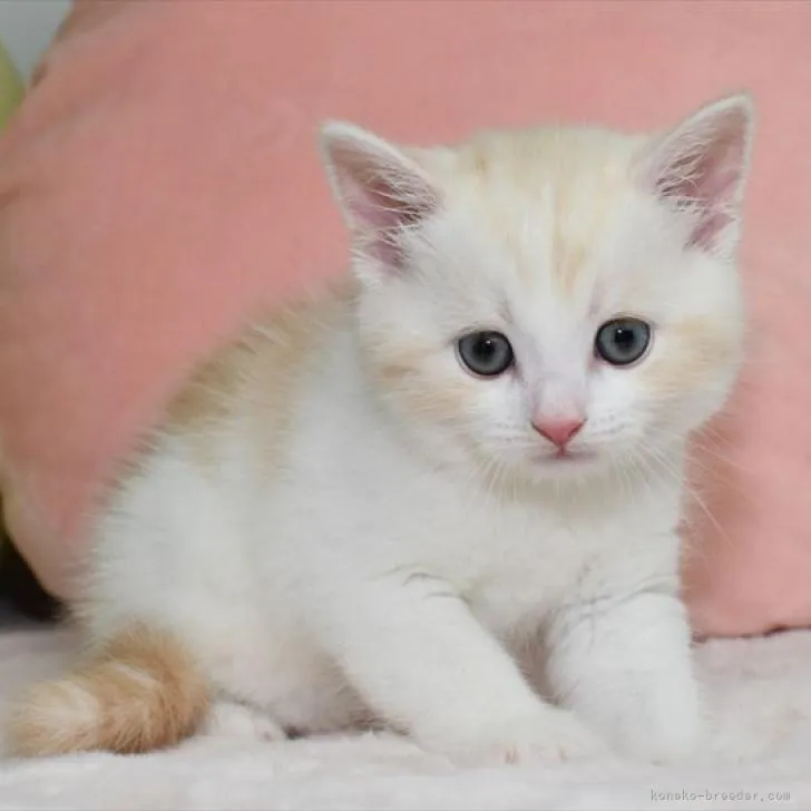 ID:2302-00477の子猫