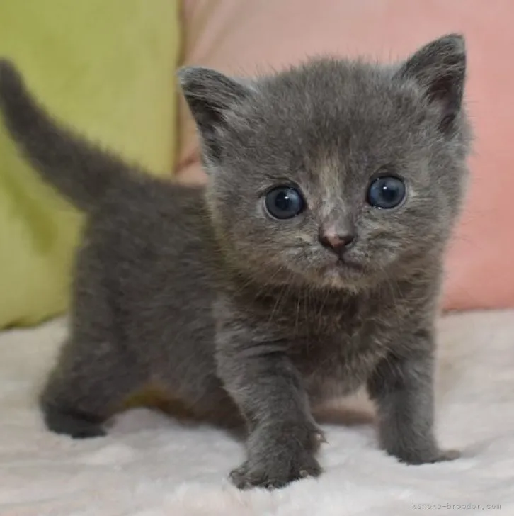 ID:2306-03334の子猫