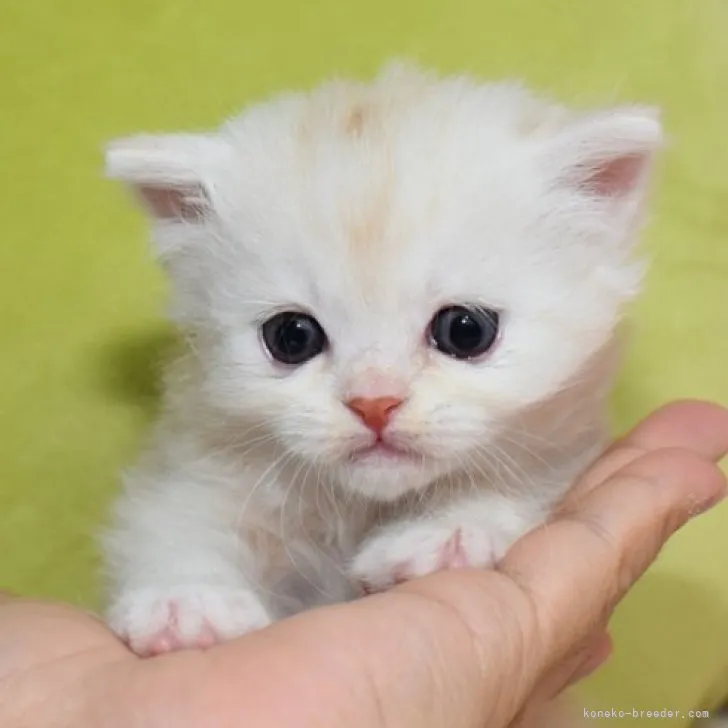 ID：2306-03339の子猫