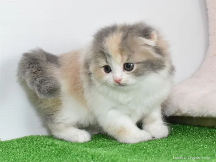 ID:2111-01352の子猫