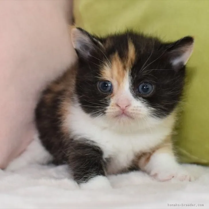 ID:2305-01064の子猫