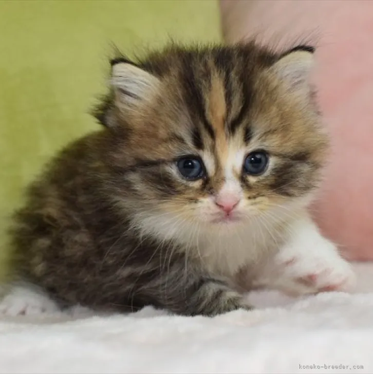ID:2307-01167の子猫
