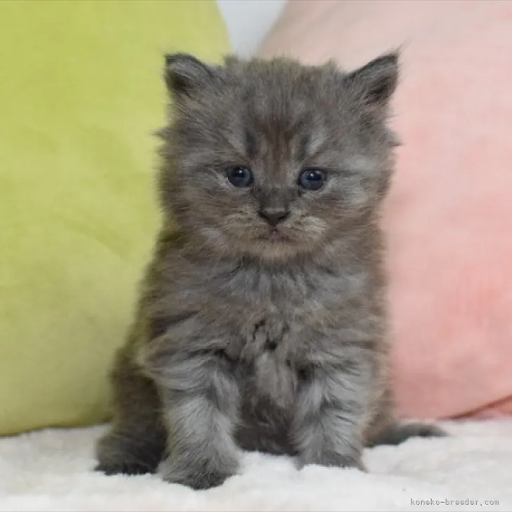 ID：2307-01168の子猫