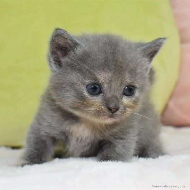 ID:2307-02894の子猫