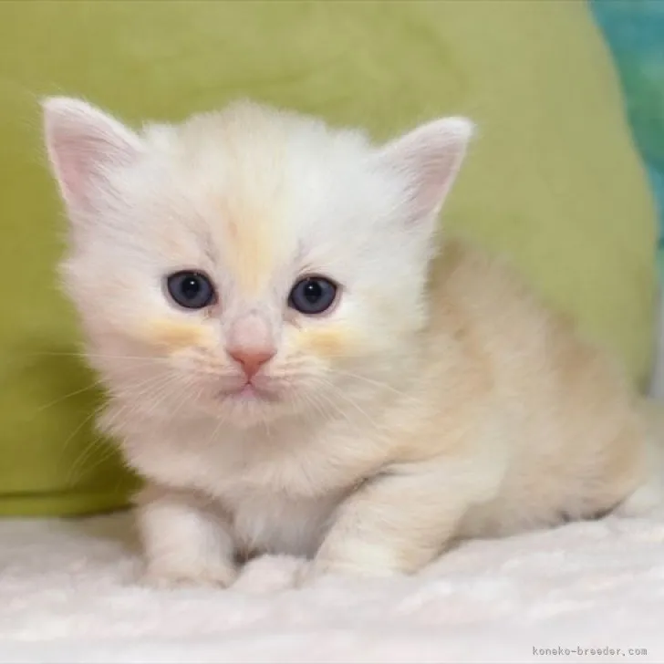 ID:2305-03741の子猫