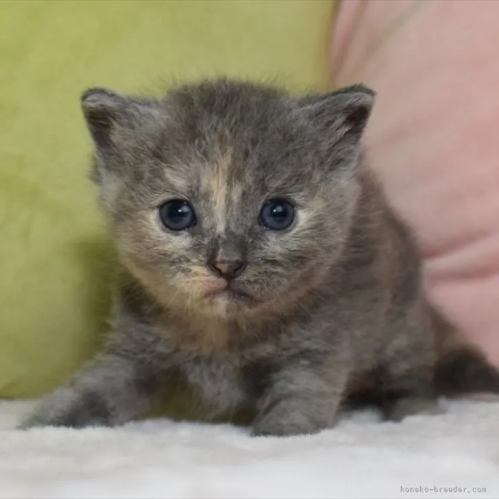 ID:2306-01621の子猫