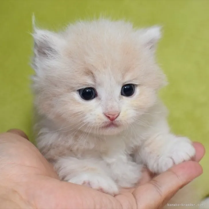 ID：2306-03341の子猫
