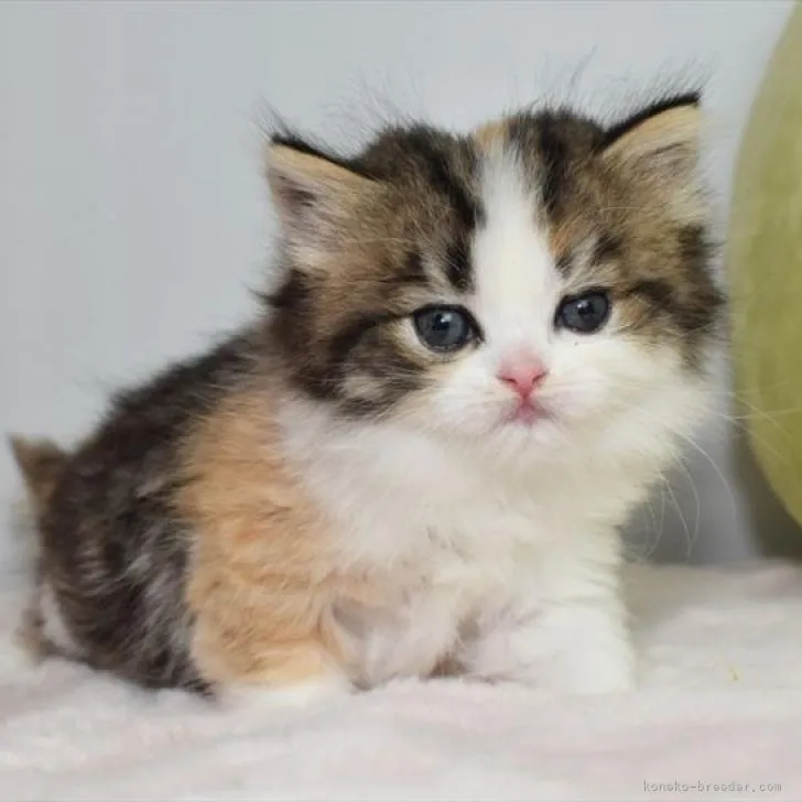 ID:2207-02780の子猫