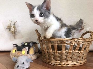 セルカークレックス【愛知県・男の子・2021年6月8日・ダイリュートキャリコ】の写真「3万分の1の奇跡！貴重な三毛猫オスくん」
