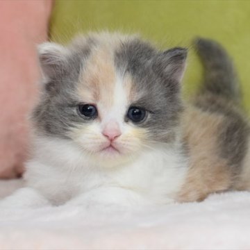 ラガマフィン【愛知県・女の子・2023年5月3日・ダイリュートキャリコ】の写真「人気色、パステルカラーのラガマフィン」