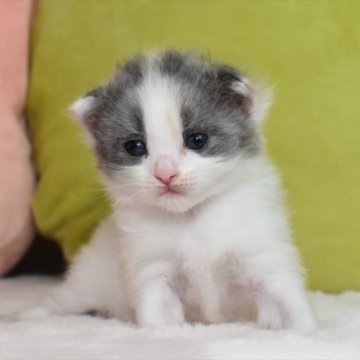 ラガマフィン【愛知県・女の子・2023年5月4日・ダイリュートキャリコ】の写真「小ぶりちゃん、これからの成長が楽しみな子」