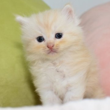 サイベリアン【愛知県・男の子・2023年6月11日・クリームタビー】の写真「愛され系、癒し系のカワイイクリーム色のサイベリアン」