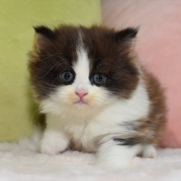 ミヌエット(長足)【愛知県・女の子・2023年6月5日・キャリコ（ロング）】の写真「レアカラー、ブラウン系キャリコのミヌエットちゃん」