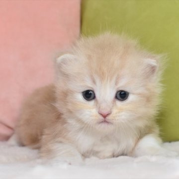 ラガマフィン【愛知県・男の子・2023年5月4日・クリームタビーホワイト】の写真「ほんわか癒し系、クリームのラガマフィンくん★」