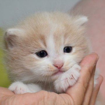 サイベリアン【愛知県・男の子・2023年5月31日・クリームタビーホワイト】の写真「癒し系♪クリーム色のサイベリアンくん」