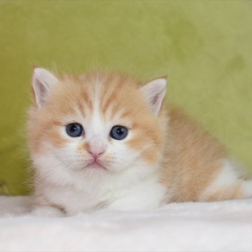 マンチカン(短足)【愛知県・男の子・2023年5月3日・レッドタビーホワイト】の写真「顔白でまん丸に育ったかわいい、短足マンチくん」