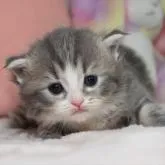 ラガマフィン【愛知県・男の子・2022年12月29日・ブルータビーホワイト】の写真1