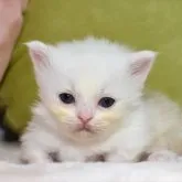 ミヌエット(短足)【愛知県・女の子・2023年5月1日・クリームタビーホワイト】の写真1