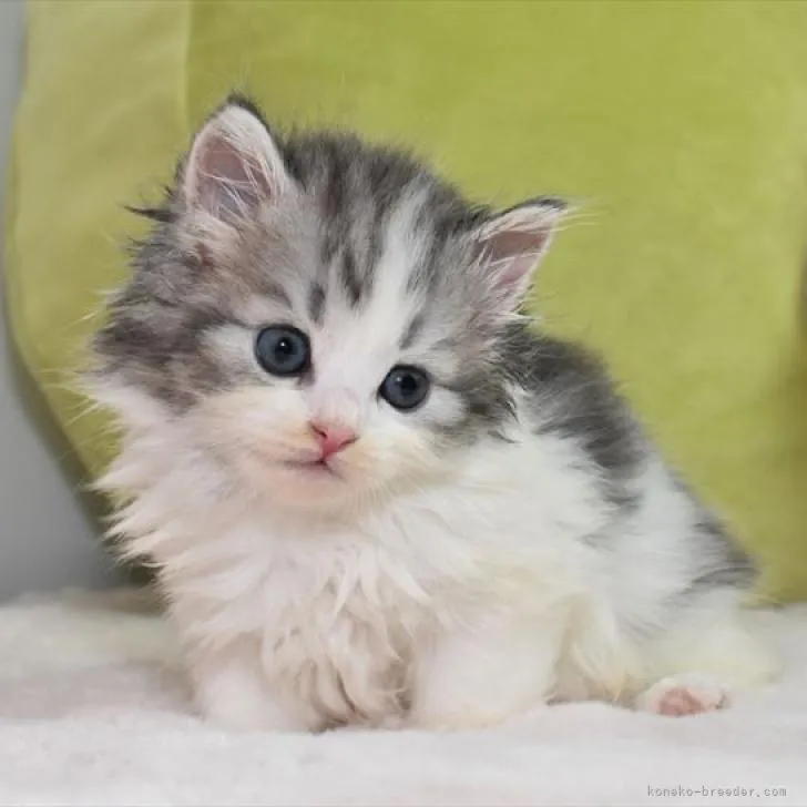 ID:2209-01942の子猫