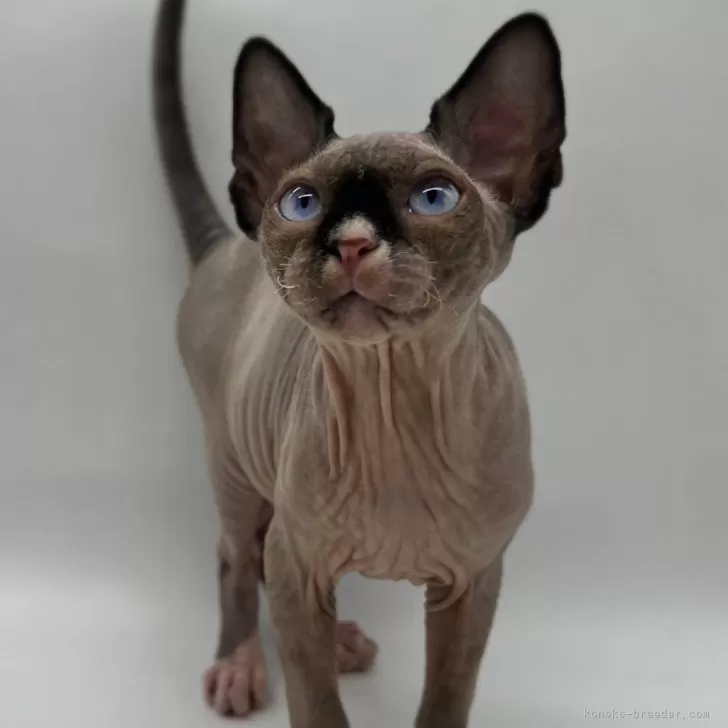 ID:2403-01176の子猫