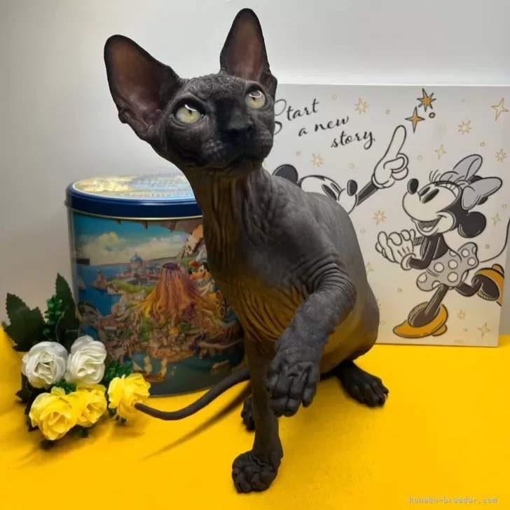 M.K 様のお迎えした子猫