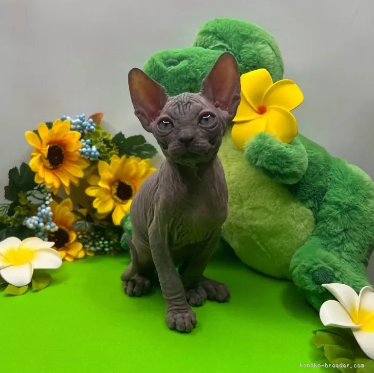 ID:2406-01265の子猫