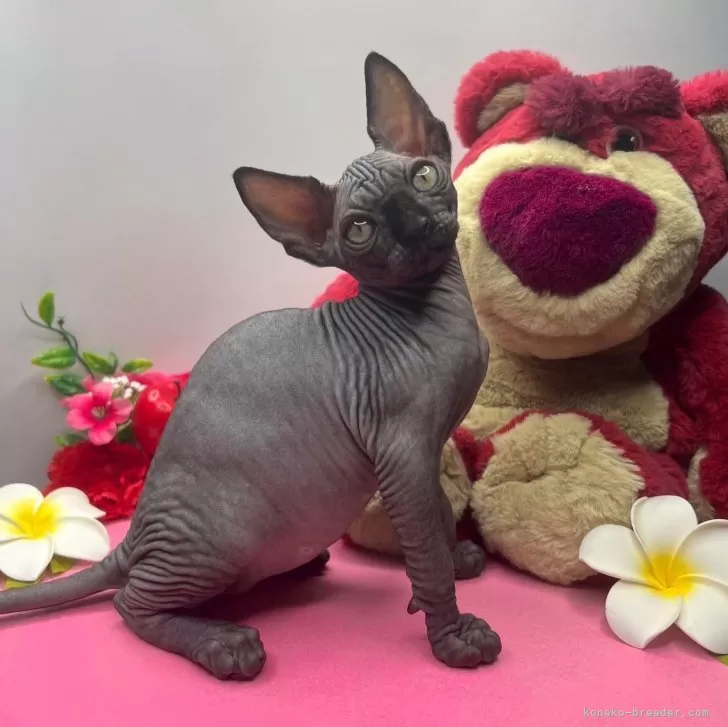 Y.K 様のお迎えした子猫