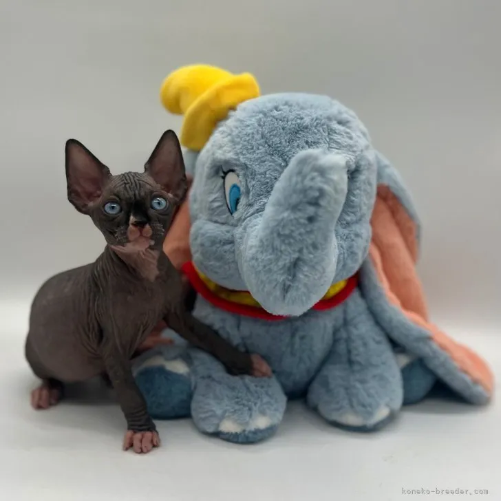 ID：2307-03459の子猫